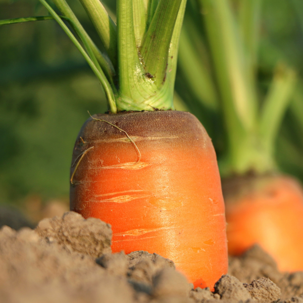 Cultivo de Zanahoria